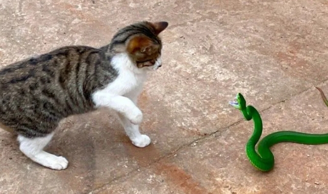 抓蛇的猫为什么不能养 抓蛇的猫为什么不能养