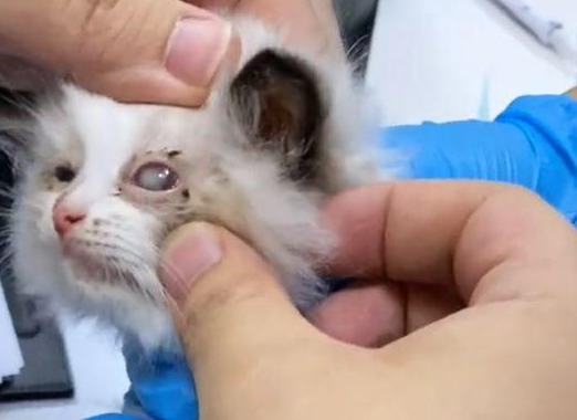 5只布偶猫幼崽,被遗弃在垃圾桶旁 5只布偶猫幼崽,被遗弃在垃圾桶旁