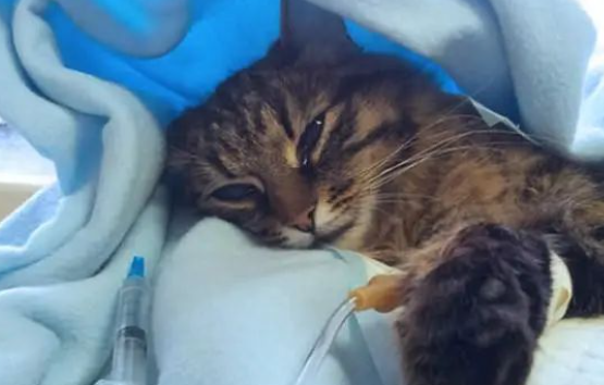 猫咪到家养不过7天?3步带你识别和避免星期猫 猫咪到家养不过7天?3步带你识别和避免星期猫
