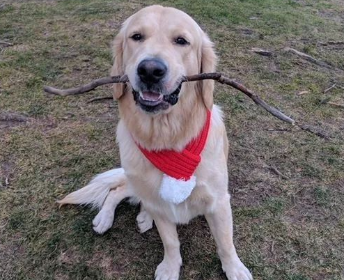 WTF,温哥华小偷专们偷狗!潜入后院抢黄金猎犬。。。呃 WTF,温哥华小偷专们偷狗!潜入后院抢黄金猎犬。。。呃