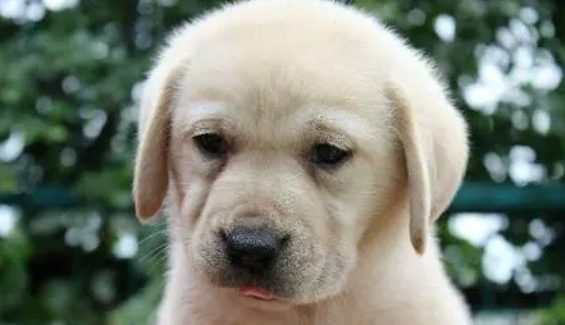 纯种拉布拉多幼犬多少钱一只 纯种拉布拉多幼犬多少钱一只