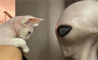 浙江外星猫待遇