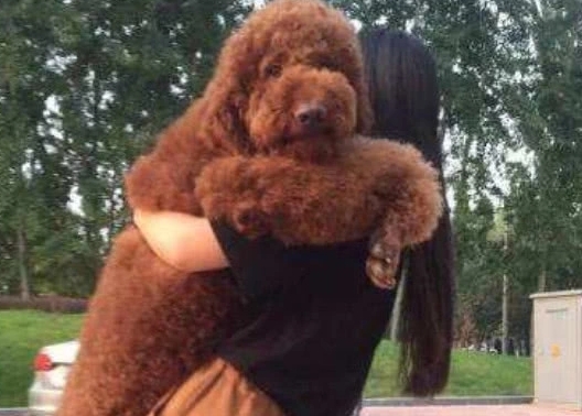 巨贵一生认几个主人