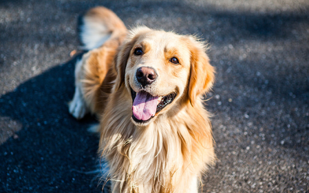 中大型犬有哪些品种