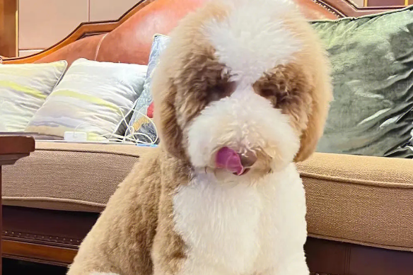 巨贵犬怎么看纯不纯