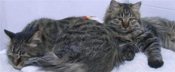 缅因猫能打过狸花猫吗 缅因猫能打过狸花猫吗