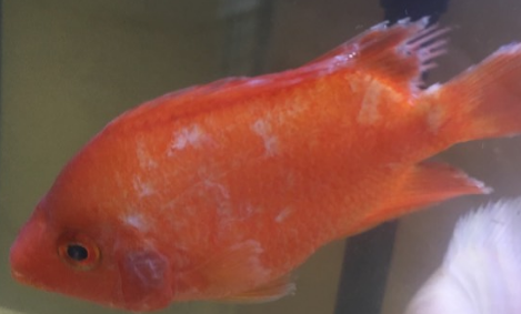 鱼身上长白色絮状物是怎么回事