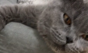 猫爸爸是蓝猫,猫妈妈是白猫,网友:那猫崽子咋成“串”了? 猫爸爸是蓝猫,猫妈妈是白猫,网友:那猫崽子咋成“串”了?