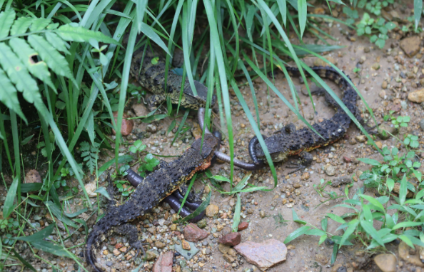 云南西双版纳：1.2米长蜥蜴闯民宅 民警将其捕获