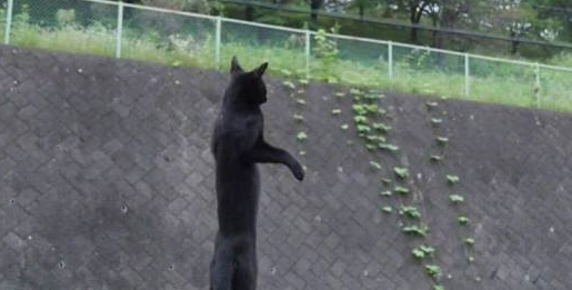 你的肚子这么大不要再吃了！猫咪：还剩最后一颗，千万不能浪费！