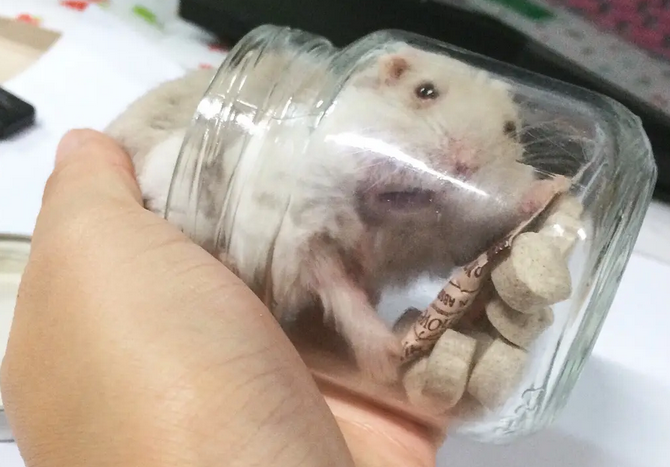 奶茶仓鼠咬人吗 怎么让奶茶仓鼠不咬人