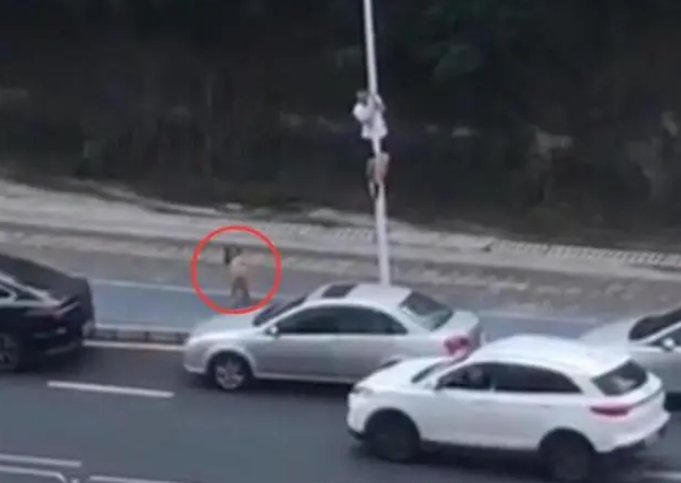 小伙为躲流浪狗爬路灯杆 保安全副武装将狗赶走！