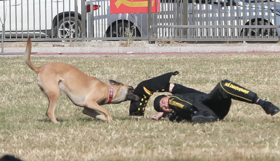又萌又霸气！一起关注这场警犬技术实战大比武