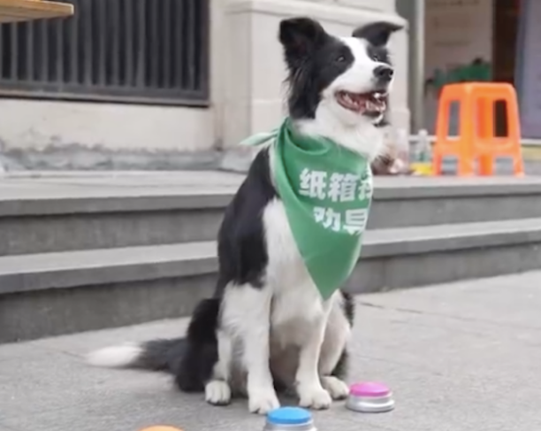 边牧帮主人看纸箱回收摊，还知道按按钮提醒人家领鸡蛋，太聪明了