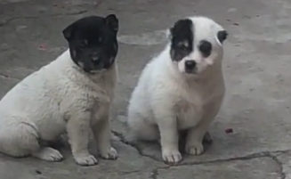 路边看到两只小狗，走进一看笑喷，网友：墨水在肚子打翻了！