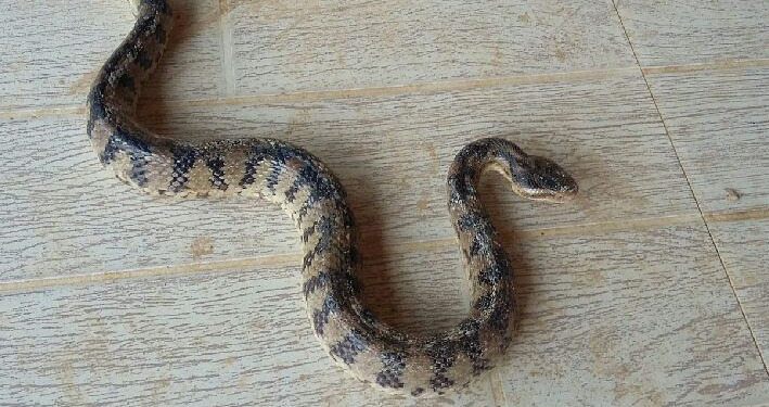 重庆烂草蛇图片