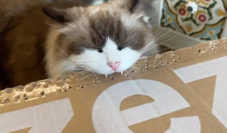最便宜的猫多少钱一只 最便宜的猫多少钱一只