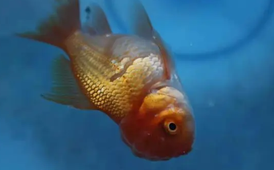 鱼缸养鱼为什么老死鱼