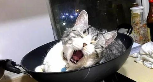 猫咪睡铁锅,家里的孩子也跟着学,猫咪看了一脸惊讶:你睡得下吗 猫咪睡铁锅,家里的孩子也跟着学,猫咪看了一脸惊讶:你睡得下吗