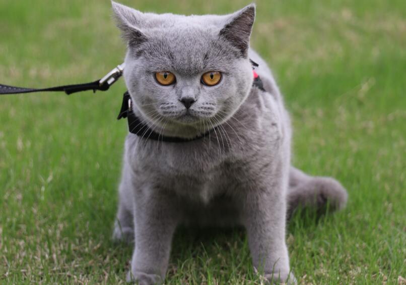 蓝猫有几种颜色品种 蓝猫有几种颜色品种