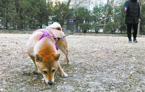 “代遛狗”出问题谁担责？ 狗绳绊倒人 赔偿万余元