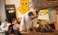 猫咖是什么意思
