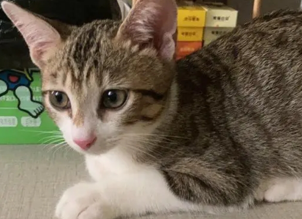 田园猫多少钱一只