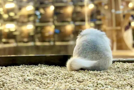 龙猫挑食的解决方法 两个方法解决龙猫挑食问题 龙猫挑食的解决方法 两个方法解决龙猫挑食问题