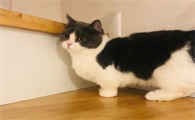 肖战的猫多少钱一只