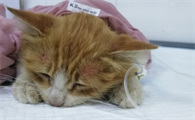 主人摸了猫瘟的猫会传染吗