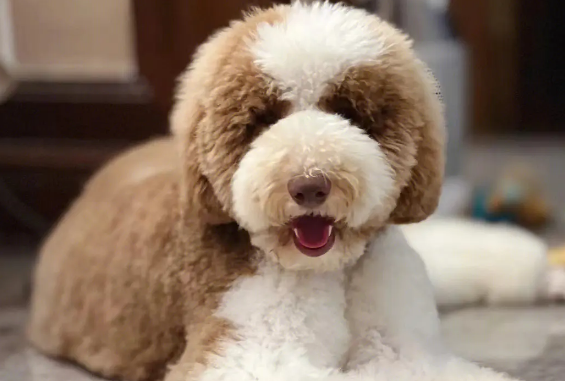 巨贵犬优点和缺点