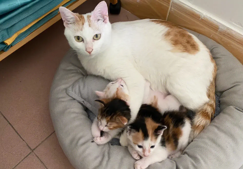 销量增长近三成,小猫咪越来越“受宠” 销量增长近三成,小猫咪越来越“受宠”