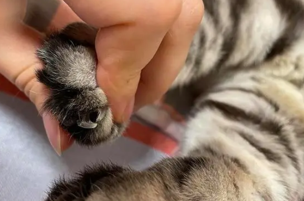 指甲猫真的存在吗
