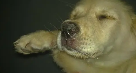 治疗犬瘟的土方法