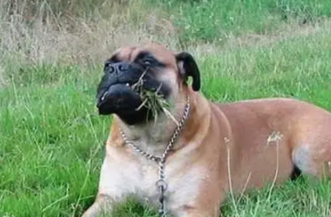 桃子最大的犬种 桃子最大的犬种