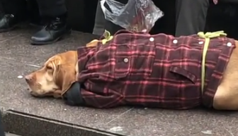 远处看到大粽子,走进一看是金毛穿着奶奶的衣服,背上的绿绳亮了 远处看到大粽子,走进一看是金毛穿着奶奶的衣服,背上的绿绳亮了
