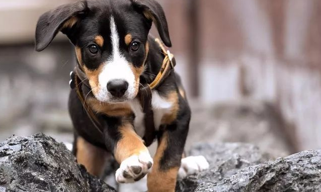 恩特雷布赫山地犬的形状特点
