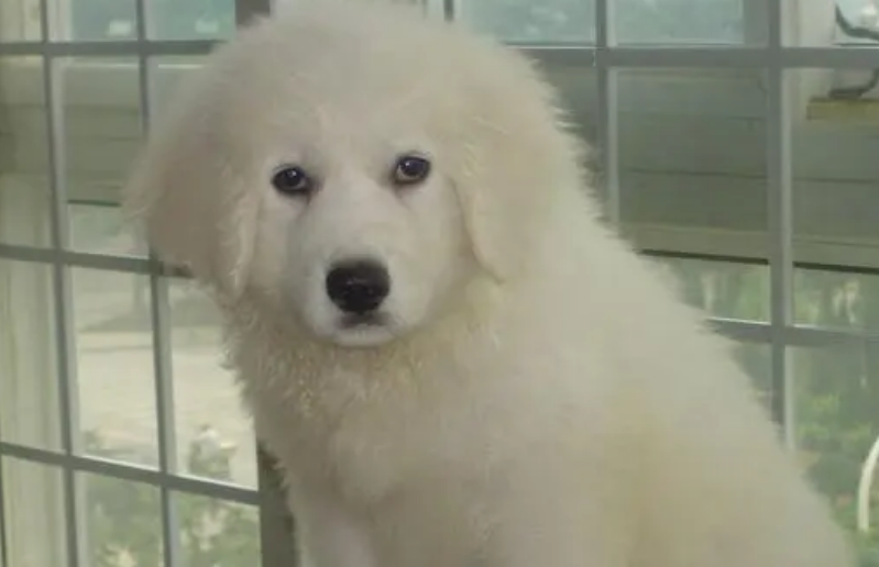 大白熊犬的寿命 高记录达到了34岁 大白熊犬的寿命 高记录达到了34岁