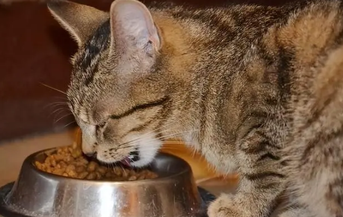 口碑好的猫粮有哪些