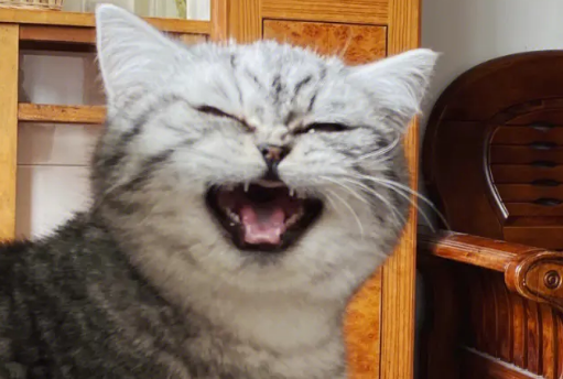 猫咪为啥总是喵喵叫讨食？明明碗里还有粮！