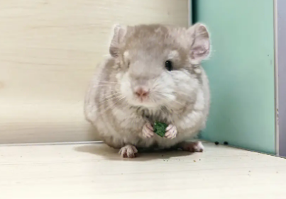 龙猫吃什么食物最营养 龙猫吃什么食物最营养
