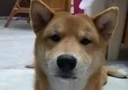 铲屎官为搏人眼球，竟然让柴犬站街拉广告，网友看了纷纷笑爆