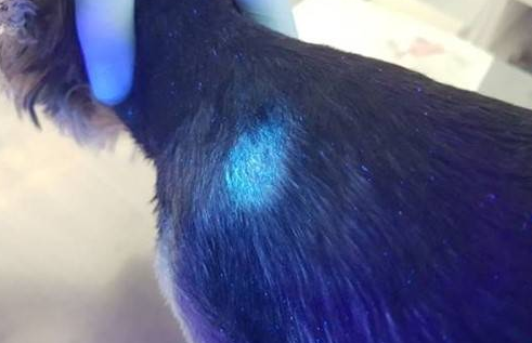伍德灯真菌颜色对照表