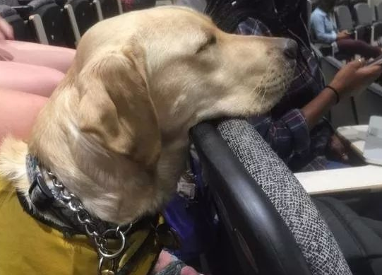 小导盲犬训练第一天,就四脚朝天的“罢工”了:真的超辛苦! 小导盲犬训练第一天,就四脚朝天的“罢工”了:真的超辛苦!