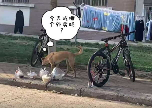 还记得那只偷拿外卖的流浪狗吗?这货又犯事了 还记得那只偷拿外卖的流浪狗吗?这货又犯事了