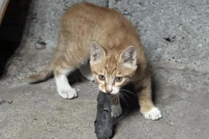 家里有猫会有老鼠吗