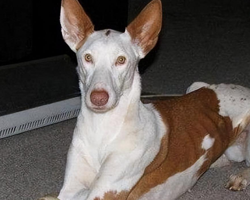 古埃及法老王身边的圣犬——伊比莎猎犬！
