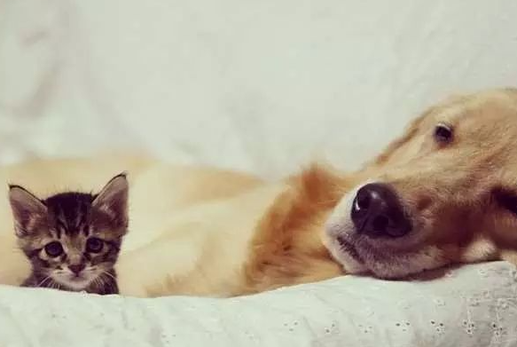 黄金猎犬母爱爆发,主动照顾被妈妈抛弃的小猫,一狗一猫融化人心 黄金猎犬母爱爆发,主动照顾被妈妈抛弃的小猫,一狗一猫融化人心