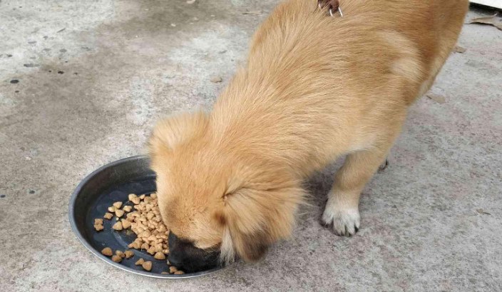 动物小镇狗粮适口性
