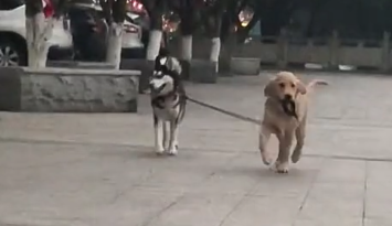 两只狗散步，因这个举动成为焦点，二哈：同样都是狗凭什么你牵我